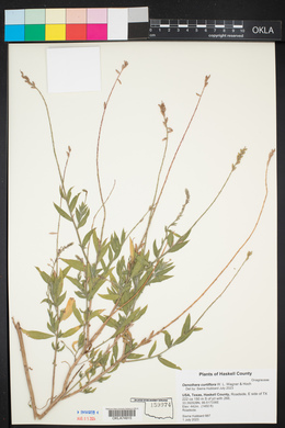 Oenothera curtiflora image