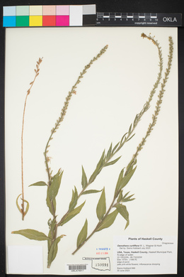 Oenothera curtiflora image