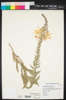 Oenothera rhombipetala image