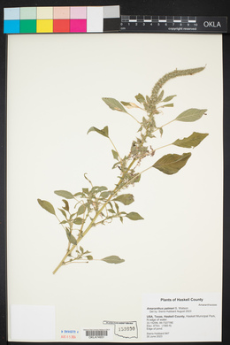 Amaranthus palmeri image