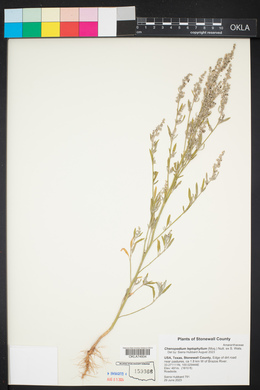 Chenopodium leptophyllum image