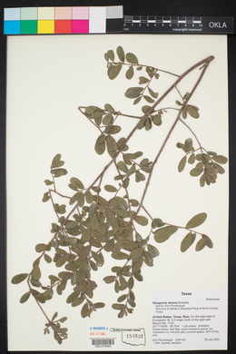 Diospyros texana image