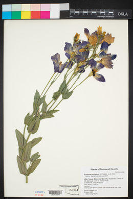 Eustoma exaltatum image