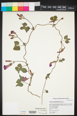 Ipomoea purpurea image