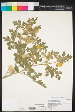 Solanum rostratum image