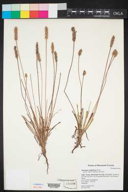 Plantago wrightiana image