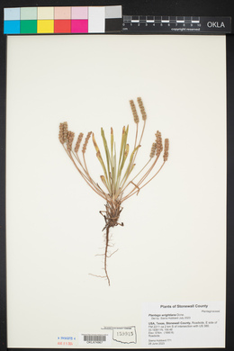 Plantago wrightiana image