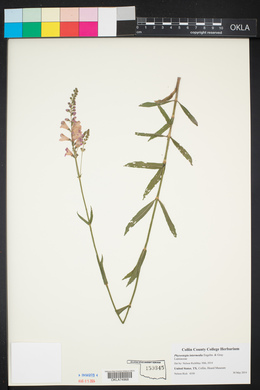 Physostegia intermedia image