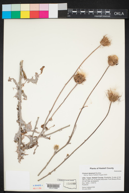 Cirsium texanum image