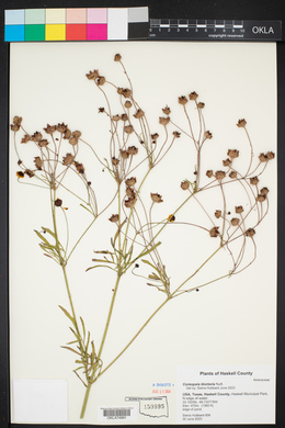 Coreopsis tinctoria image