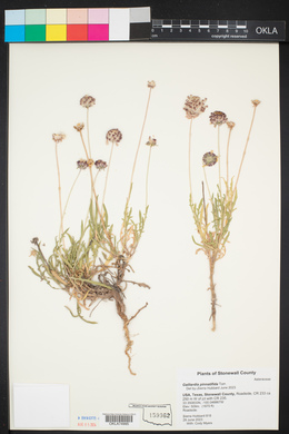 Gaillardia pinnatifida image