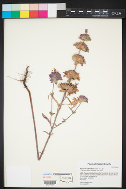 Monarda citriodora image