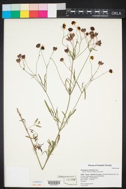 Coreopsis tinctoria image