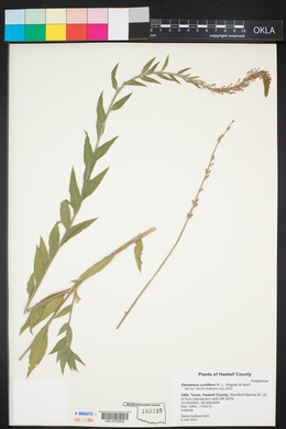 Oenothera curtiflora image