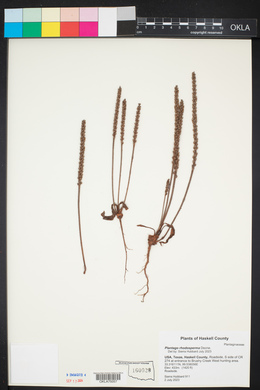 Plantago rhodosperma image