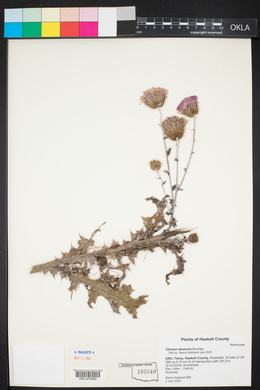 Cirsium texanum image