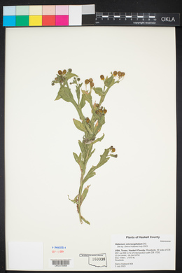 Helenium microcephalum image