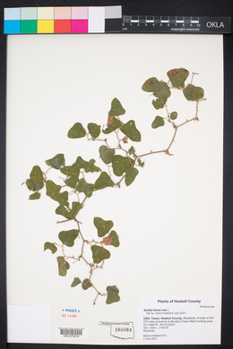 Smilax bona-nox image