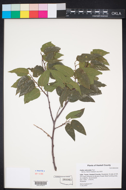 Celtis reticulata image