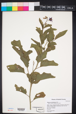 Solanum dimidiatum image