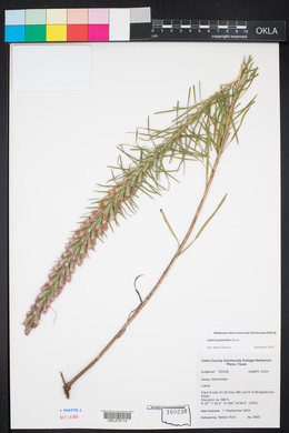 Liatris punctata image