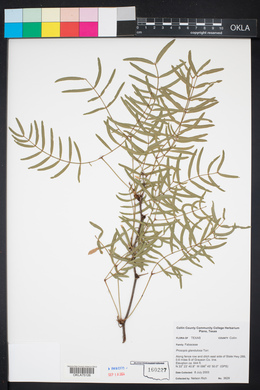 Prosopis glandulosa image