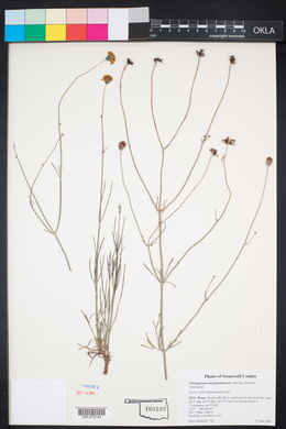 Thelesperma megapotamicum image