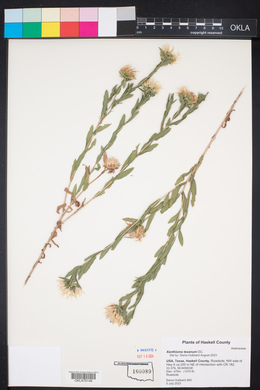 Xanthisma texanum image