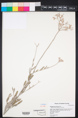 Eriogonum annuum image