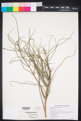 Ephedra antisyphilitica image