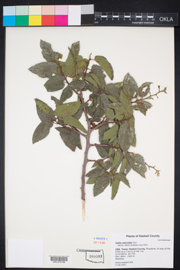 Celtis reticulata image