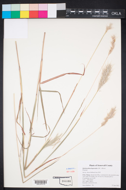 Bothriochloa laguroides image