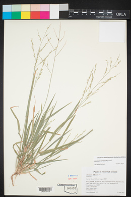 Panicum hirticaule image