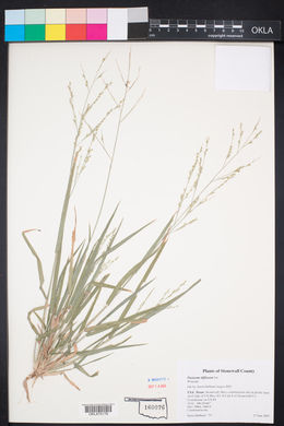 Panicum hirticaule image