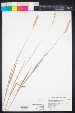 Bothriochloa laguroides image