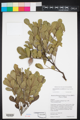 Dermatophyllum secundiflorum image