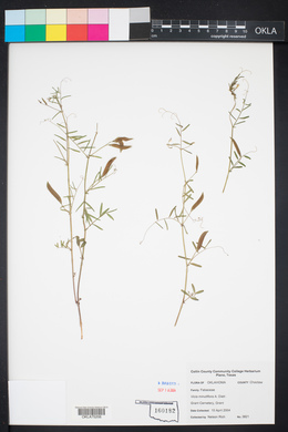 Vicia minutiflora image