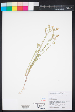 Linum rigidum image