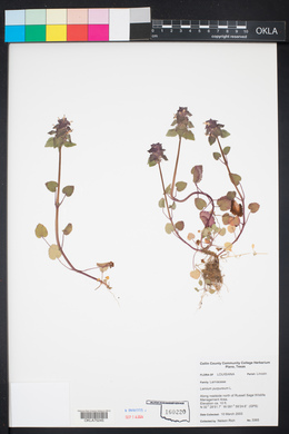 Lamium purpureum image