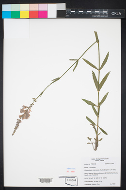 Physostegia intermedia image