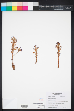 Orobanche ramosa image