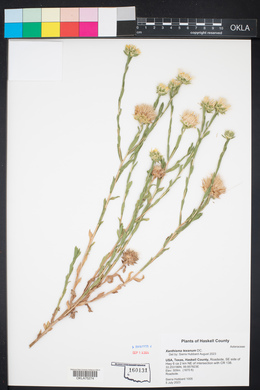 Xanthisma texanum image