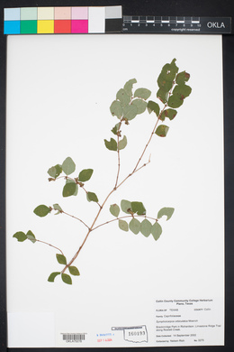 Symphoricarpos orbiculatus image