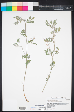 Indigofera miniata image