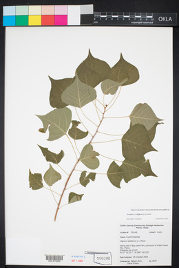 Sapium sebiferum image