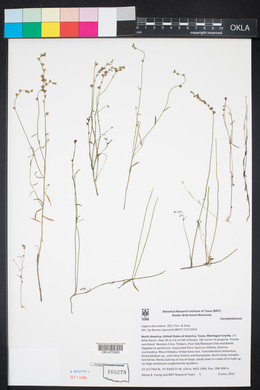 Sagina decumbens image