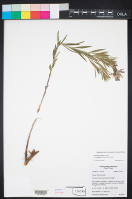 Amsonia tabernaemontana image