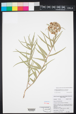 Asclepias asperula image