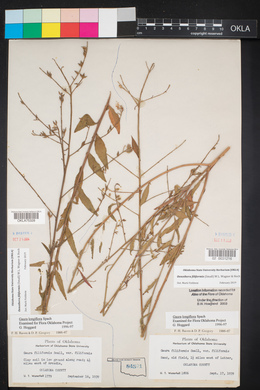 Oenothera filiformis image