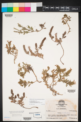 Glandularia wrightii image